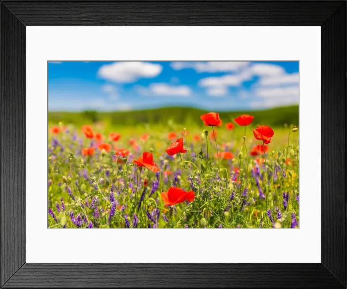 Framed Print : Beautiful summer meadow nature. Spring and summer poppy flowers under blue sky and sunlight. Idyllic spring summer landscape, meadow flowers, nature Framed Print : Beautiful summer meadow nature. Spring and summer poppy flowers under blue sky and sunlight. Idyllic spring summer landscape, meadow flowers, nature
