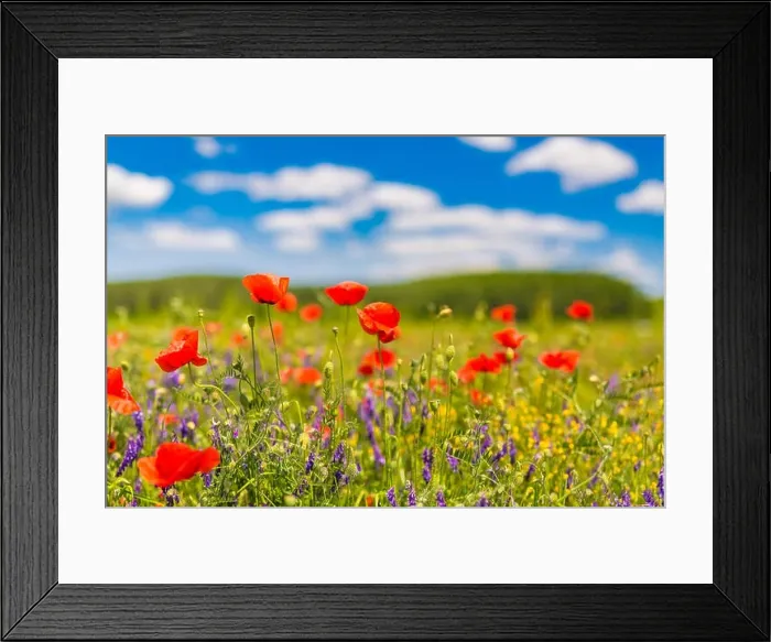 Framed Print : Beautiful summer meadow nature. Spring and summer poppy flowers under blue sky and sunlight. Idyllic spring summer landscape, meadow flowers, nature Framed Print : Beautiful summer meadow nature. Spring and summer poppy flowers under blue sky and sunlight. Idyllic spring summer landscape, meadow flowers, nature
