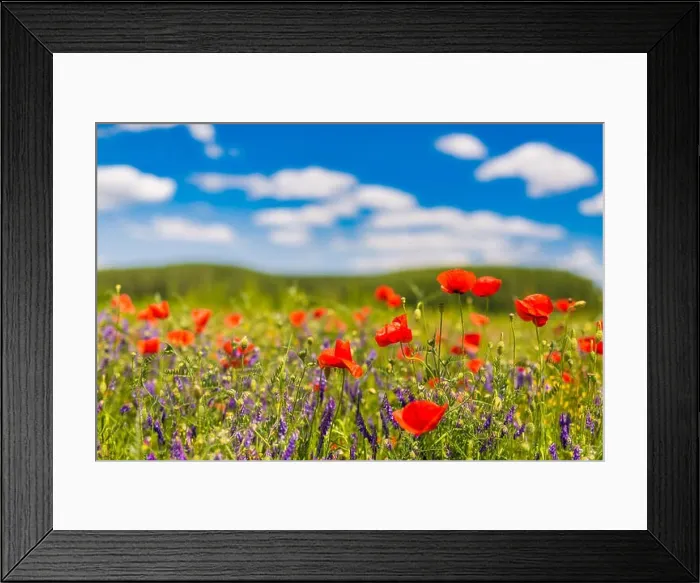 Framed Print : Beautiful summer meadow nature. Spring and summer poppy flowers under blue sky and sunlight. Idyllic spring summer landscape, meadow flowers, nature Framed Print : Beautiful summer meadow nature. Spring and summer poppy flowers under blue sky and sunlight. Idyllic spring summer landscape, meadow flowers, nature