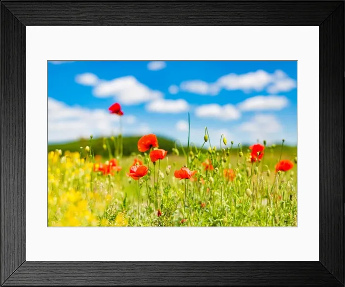 Framed Print : Beautiful summer meadow nature. Spring and summer poppy flowers under blue sky and sunlight. Idyllic spring summer landscape, meadow flowers, nature Framed Print : Beautiful summer meadow nature. Spring and summer poppy flowers under blue sky and sunlight. Idyllic spring summer landscape, meadow flowers, nature