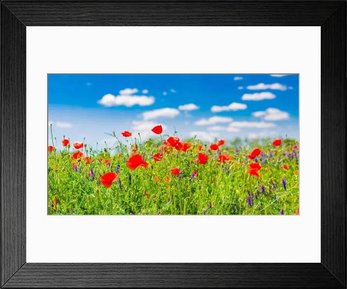 Framed Print : Beautiful summer meadow nature. Spring and summer poppy flowers under blue sky and sunlight. Idyllic spring summer landscape, meadow flowers, nature Framed Print : Beautiful summer meadow nature. Spring and summer poppy flowers under blue sky and sunlight. Idyllic spring summer landscape, meadow flowers, nature