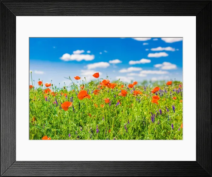 Framed Print : Beautiful summer meadow nature. Spring and summer poppy flowers under blue sky and sunlight. Idyllic spring summer landscape, meadow flowers, nature Framed Print : Beautiful summer meadow nature. Spring and summer poppy flowers under blue sky and sunlight. Idyllic spring summer landscape, meadow flowers, nature
