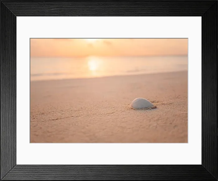 Framed Print : Shell on beach sunset at the sea beach In summer vacation. Exotic shell on sandy beach on sunset, natural summer background. Tropical nature closeup