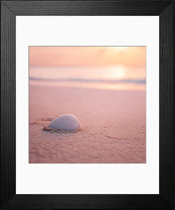 Framed Print : Shell on beach sunset at the sea beach In summer vacation. Exotic shell on sandy beach on sunset, natural summer background. Tropical nature closeup