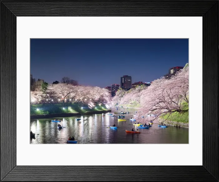Framed Print : Night view of massive cherry blossoming with Tokyo city as background. Photoed at Chidorigafuchi, Tokyo, Japan Framed Print : Night view of massive cherry blossoming with Tokyo city as background. Photoed at Chidorigafuchi, Tokyo, Japan