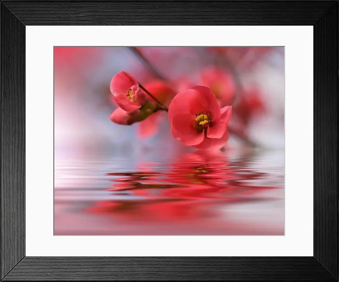 Framed Print : Beautiful flowers reflected in the water, spa concept.Spa still life.Abstract macro photo with water drops.Flowers with pastel tones.Tranquil Framed Print : Beautiful flowers reflected in the water, spa concept.Spa still life.Abstract macro photo with water drops.Flowers with pastel tones.Tranquil