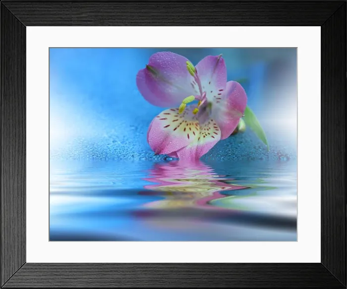 Framed Print : Beautiful flowers reflected in the water, spa concept.Spa still life.Abstract macro photo with water drops.Flowers with pastel tones.Tranquil Framed Print : Beautiful flowers reflected in the water, spa concept.Spa still life.Abstract macro photo with water drops.Flowers with pastel tones.Tranquil