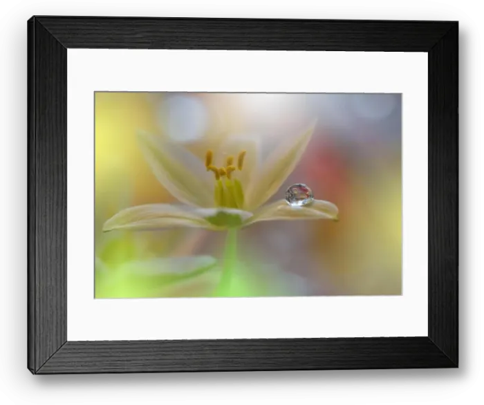 Framed Print : Gentle romantic artistic image. Soft pastel background blur.Reflection of the flower in the dew drop.Shallow depth of field.Modern art.Close up Framed Print : Gentle romantic artistic image. Soft pastel background blur.Reflection of the flower in the dew drop.Shallow depth of field.Modern art.Close up