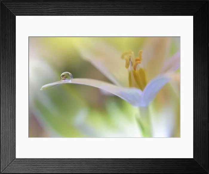 Framed Print : Gentle romantic artistic image. Soft pastel background blur.Reflection of the flower in the dew drop.Shallow depth of field.Modern art.Close up Framed Print : Gentle romantic artistic image. Soft pastel background blur.Reflection of the flower in the dew drop.Shallow depth of field.Modern art.Close up