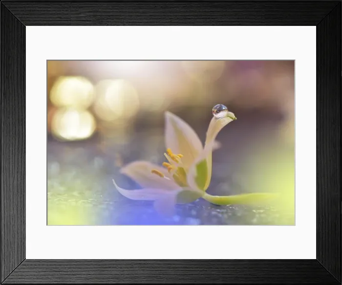 Framed Print : Gentle romantic artistic image. Soft pastel background blur.Reflection of the flower in the dew drop.Shallow depth of field.Modern art.Close up Framed Print : Gentle romantic artistic image. Soft pastel background blur.Reflection of the flower in the dew drop.Shallow depth of field.Modern art.Close up