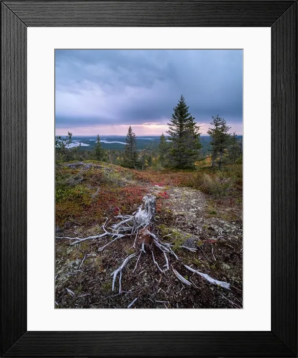 Framed Print : Scenic landscape with stump and roots on the top of the hill at autumn evening in Lapland, Finland Framed Print : Scenic landscape with stump and roots on the top of the hill at autumn evening in Lapland, Finland