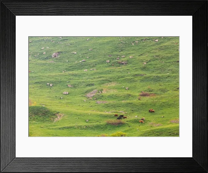 Framed Print : Countryside Landscape With Red Cow Grazing On A Green Mountain Slope In Spring In Mountains Of Georgia. Meadow Or Field With Green Grass Framed Print : Countryside Landscape With Red Cow Grazing On A Green Mountain Slope In Spring In Mountains Of Georgia. Meadow Or Field With Green Grass