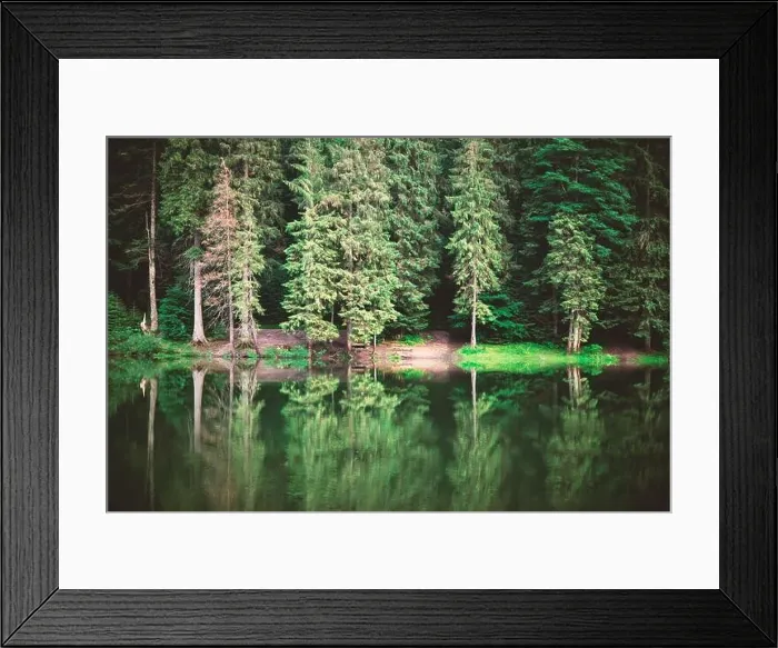 Framed Print : Clear water in a forest lake with pine trees. Landscape photography