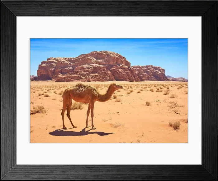 Framed Print : Camel in the Wadi Rum Desert, Jordan Framed Print : Camel in the Wadi Rum Desert, Jordan