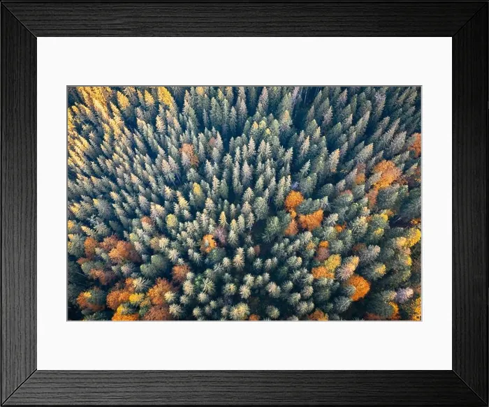 Framed Print : Aerial drone top down view. Yellow, orange and red autumn trees in colorful forest. Sunny day in autumn mountains Framed Print : Aerial drone top down view. Yellow, orange and red autumn trees in colorful forest. Sunny day in autumn mountains