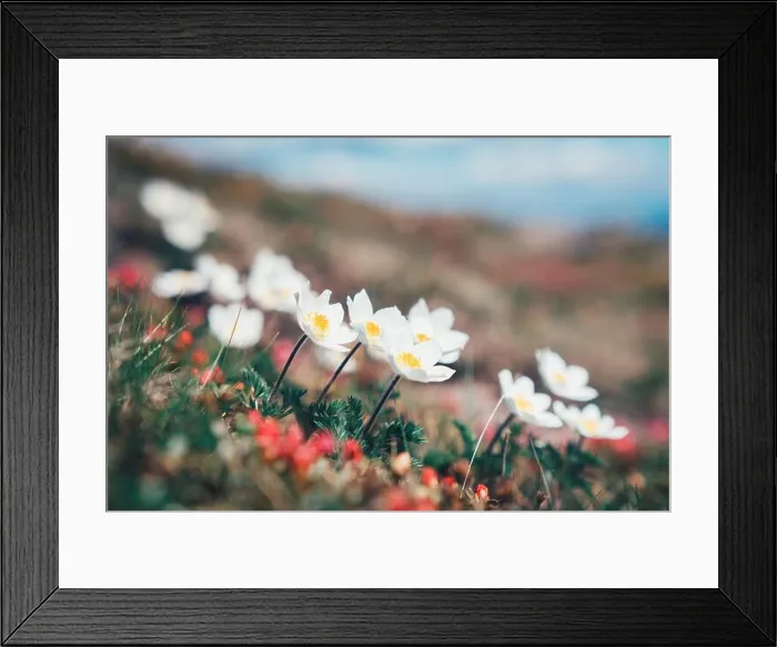 Framed Print : Beauty white flowers in high mountains Framed Print : Beauty white flowers in high mountains