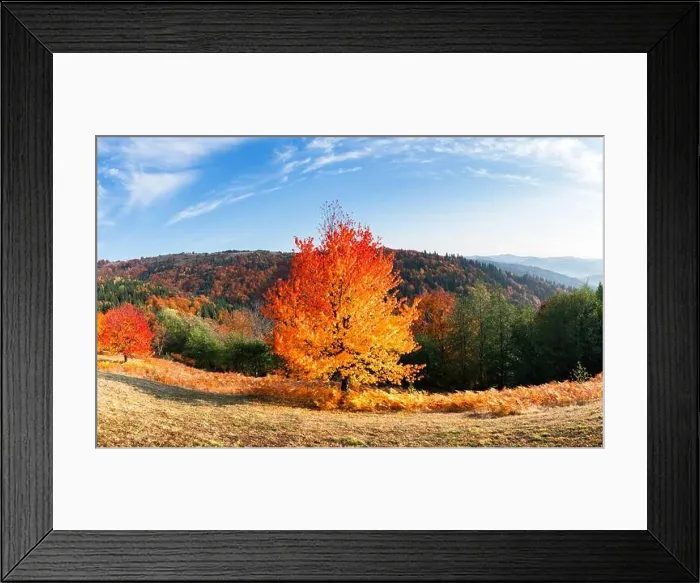 Framed Print : Panorama of picturesque autumn mountains with red beech forest in the foreground. Landscape photography Framed Print : Panorama of picturesque autumn mountains with red beech forest in the foreground. Landscape photography