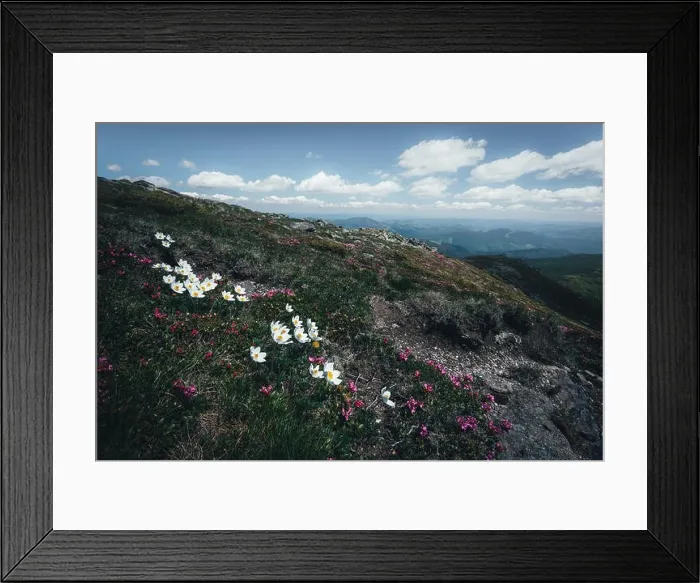 Framed Print : Beauty white flowers in high mountains Framed Print : Beauty white flowers in high mountains