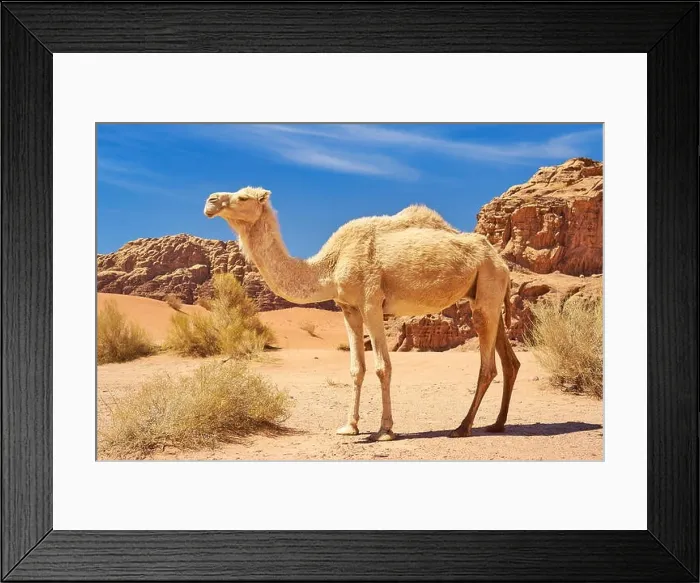 Framed Print : Wildlife camel in the Wadi Rum Desert, Jordan Framed Print : Wildlife camel in the Wadi Rum Desert, Jordan