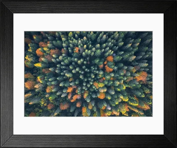 Framed Print : Aerial drone top down view. Yellow, orange and red autumn trees in colorful forest. Sunny day in autumn mountains