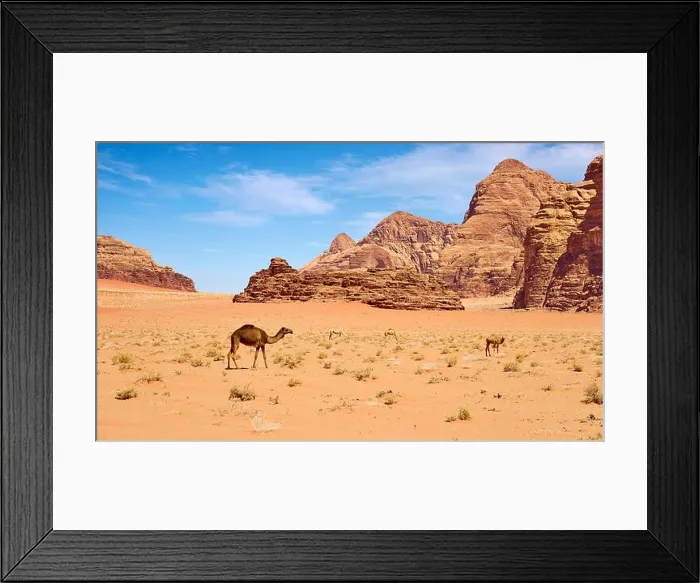 Framed Print : Camel in the Wadi Rum Desert, Jordan Framed Print : Camel in the Wadi Rum Desert, Jordan