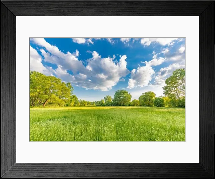 Framed Print : Sunny spring summer landscape, green forest trees, meadow flowers field panoramic vibrant rural nature with cloudy blue sky. Idyllic nature scenic Framed Print : Sunny spring summer landscape, green forest trees, meadow flowers field panoramic vibrant rural nature with cloudy blue sky. Idyllic nature scenic