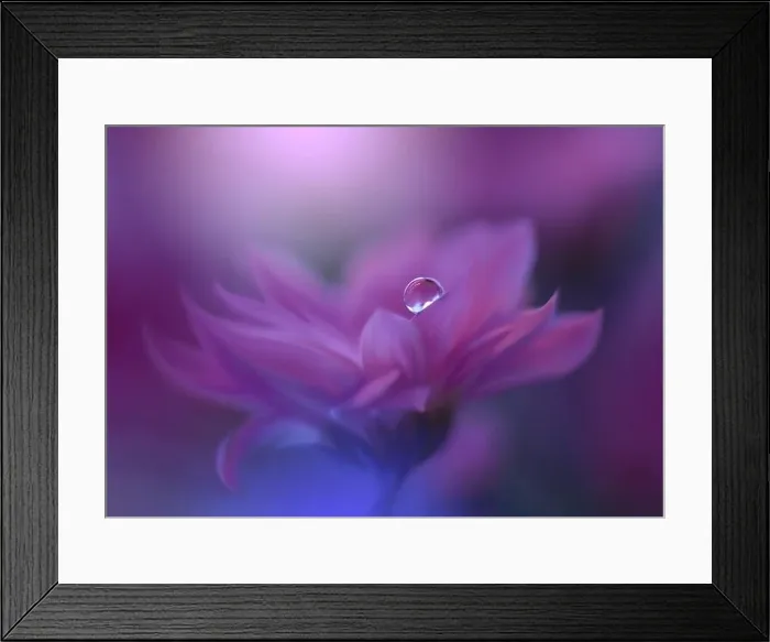 Framed Print : Beautiful macro shot of magic flowers.Border art design.Magic light.Extreme close up macro photography.Conceptual abstract image.Violet and Pink Color Framed Print : Beautiful macro shot of magic flowers.Border art design.Magic light.Extreme close up macro photography.Conceptual abstract image.Violet and Pink Color
