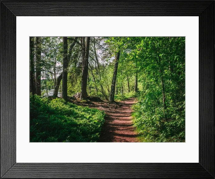 Framed Print : Fresh forest landscape with path at sunny summer day in National Park Finland Framed Print : Fresh forest landscape with path at sunny summer day in National Park Finland