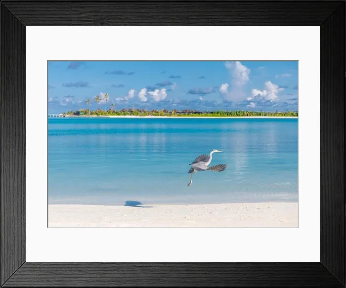 Framed Print : Summer beach landscape, wildlife. Tropical island view, palm trees loungers amazing blue sea. Perfect beach scenery, white sand, exotic travel, bird Framed Print : Summer beach landscape, wildlife. Tropical island view, palm trees loungers amazing blue sea. Perfect beach scenery, white sand, exotic travel, bird