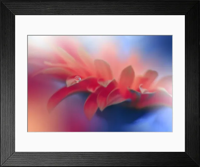 Framed Print : Beautiful macro shot of magic flowers.Border art design.Magic light.Extreme close up macro photography.Conceptual abstract image.Blue and Pink Color Framed Print : Beautiful macro shot of magic flowers.Border art design.Magic light.Extreme close up macro photography.Conceptual abstract image.Blue and Pink Color