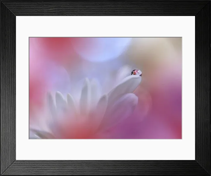 Framed Print : Beautiful macro shot of magic flowers.Border art design.Magic light.Extreme close up macro photography.Conceptual abstract image.Violet and Pink Color Framed Print : Beautiful macro shot of magic flowers.Border art design.Magic light.Extreme close up macro photography.Conceptual abstract image.Violet and Pink Color