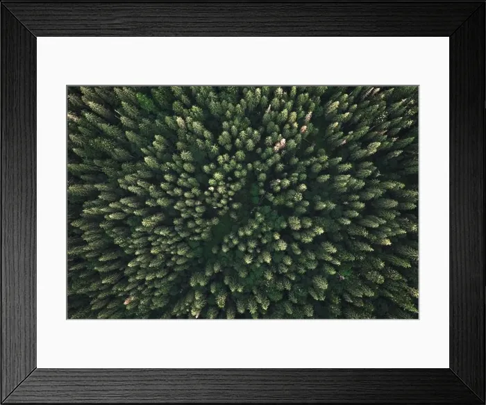 Framed Print : Aerial drone top down view. Green trees in summer forest. Sunny day in autumn mountains Framed Print : Aerial drone top down view. Green trees in summer forest. Sunny day in autumn mountains