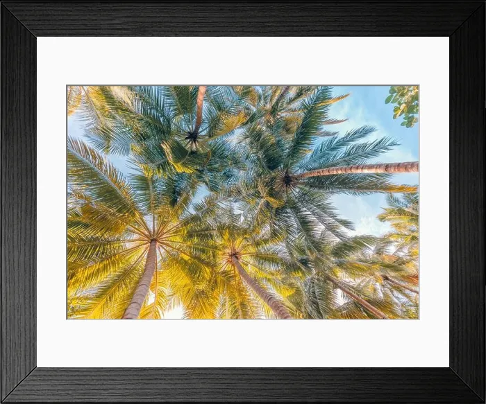 Framed Print : Tropical nature paradise. Palm tree leaves under sunset sky. Soft pastel colors, relaxation, peaceful natural environment. Beach landscape pattern Framed Print : Tropical nature paradise. Palm tree leaves under sunset sky. Soft pastel colors, relaxation, peaceful natural environment. Beach landscape pattern