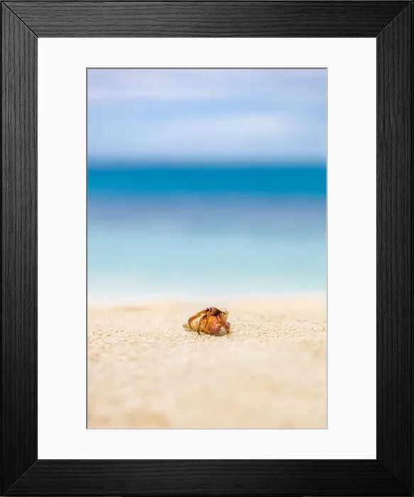Framed Print : Hermit crab at beach. Endless tropical horizon Framed Print : Hermit crab at beach. Endless tropical horizon