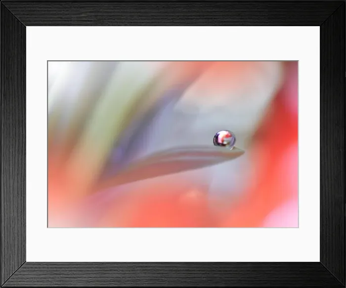 Framed Print : Beautiful macro shot of magic flowers.Border art design.Magic light.Extreme close up photography.Conceptual abstract image.Orange and White Colors