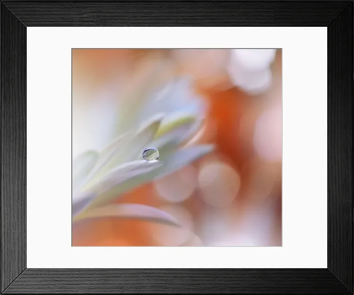 Framed Print : Beautiful macro shot of magic flowers.Border art design.Magic light.Extreme close up photography.Conceptual abstract image.Orange and White Colors Framed Print : Beautiful macro shot of magic flowers.Border art design.Magic light.Extreme close up photography.Conceptual abstract image.Orange and White Colors