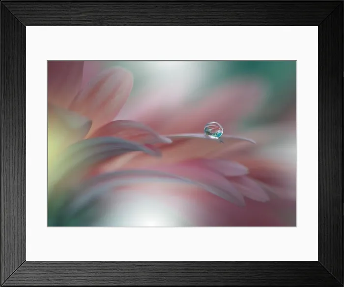 Framed Print : Abstract macro photo with water drops. Tranquil closeup art background. Artistic Flowers for desktop. Pastel Colors.Transparent and clear Nature.Relax Framed Print : Abstract macro photo with water drops. Tranquil closeup art background. Artistic Flowers for desktop. Pastel Colors.Transparent and clear Nature.Relax