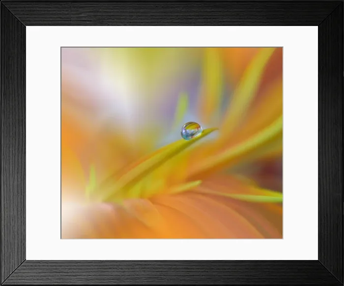 Framed Print : Abstract macro photo with water drops. Tranquil closeup art background. Artistic Flowers for desktop. Pastel Colors.Transparent and clear Nature.Relax Framed Print : Abstract macro photo with water drops. Tranquil closeup art background. Artistic Flowers for desktop. Pastel Colors.Transparent and clear Nature.Relax