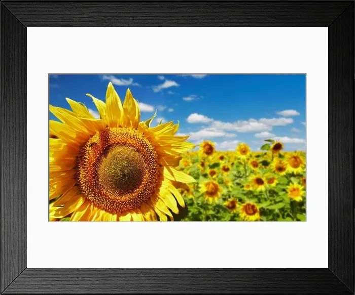 Framed Print : Closeup bright sunflower over blurred field and blue sky background Framed Print : Closeup bright sunflower over blurred field and blue sky background
