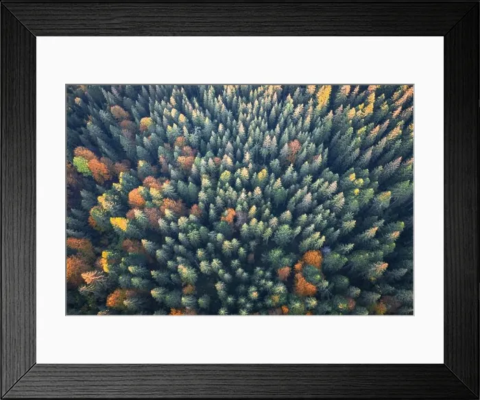 Framed Print : Aerial drone top down view. Yellow, orange and red autumn trees in colorful forest. Sunny day in autumn mountains Framed Print : Aerial drone top down view. Yellow, orange and red autumn trees in colorful forest. Sunny day in autumn mountains