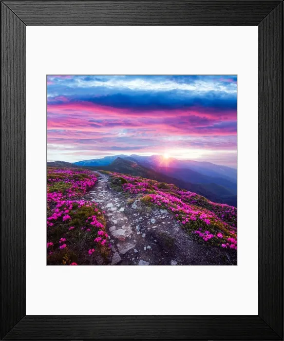 Framed Print : Rhododendron flowers covered mountains meadow in summer time. Purple sunrise light glowing on a foreground. Landscape photography Framed Print : Rhododendron flowers covered mountains meadow in summer time. Purple sunrise light glowing on a foreground. Landscape photography