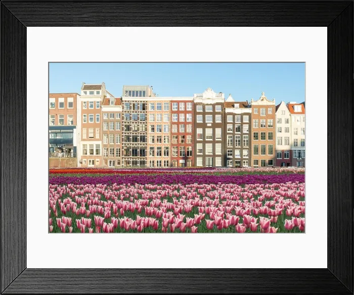 Framed Print : Netherlands tulips and facades of old houses in Amsterdam, Netherlands. Dutch houses with fresh tulip flowers Framed Print : Netherlands tulips and facades of old houses in Amsterdam, Netherlands. Dutch houses with fresh tulip flowers