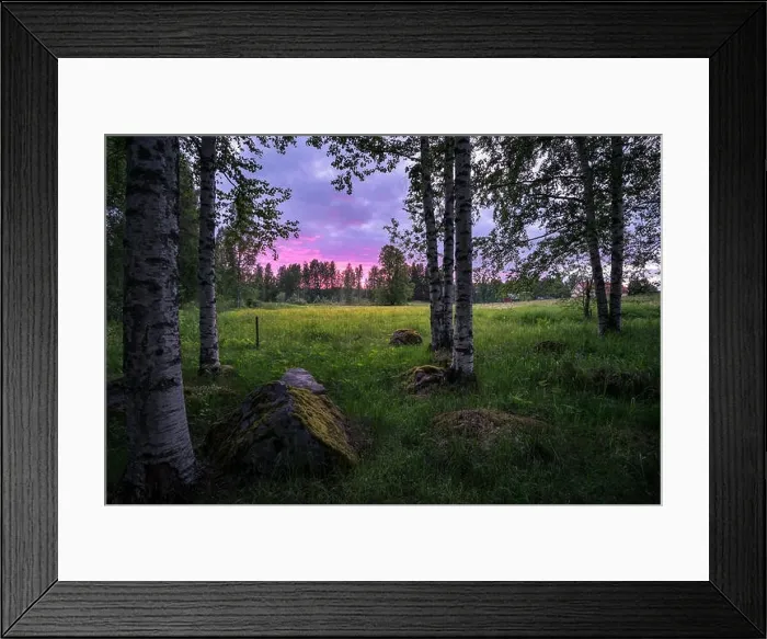Framed Print : Scenic sunset landscape with birch trees and meadow at summer night in Finland Framed Print : Scenic sunset landscape with birch trees and meadow at summer night in Finland