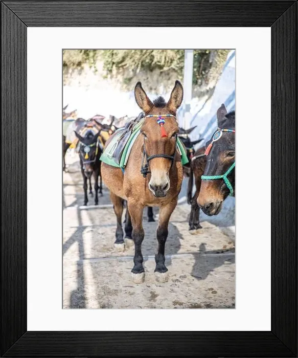 Framed Print : Donkey taxis in Santorini, Greece. Santorini island with donkey in Oia village, Greece Framed Print : Donkey taxis in Santorini, Greece. Santorini island with donkey in Oia village, Greece