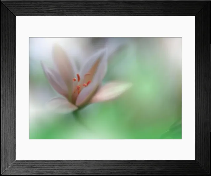 Framed Print : Beautiful macro shot of magic flowers.Border art design.Magic light.Extreme close up macro photography.Conceptual abstract image.Green and White Color Framed Print : Beautiful macro shot of magic flowers.Border art design.Magic light.Extreme close up macro photography.Conceptual abstract image.Green and White Color