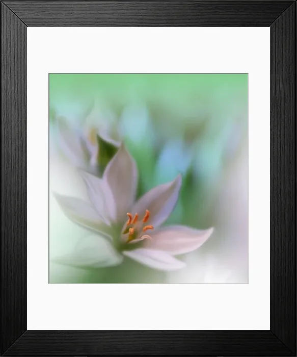 Framed Print : Beautiful macro shot of magic flowers.Border art design.Magic light.Extreme close up macro photography.Conceptual abstract image.Green and White Color Framed Print : Beautiful macro shot of magic flowers.Border art design.Magic light.Extreme close up macro photography.Conceptual abstract image.Green and White Color