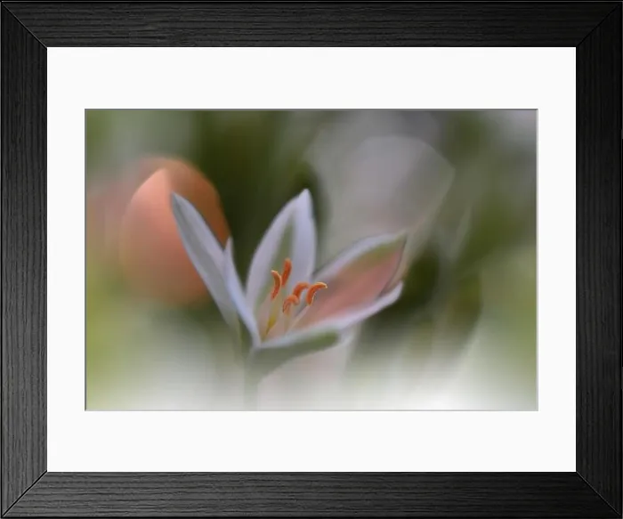 Framed Print : Beautiful macro shot of magic flowers.Border art design.Magic light.Extreme close up macro photography.Conceptual abstract image.Green and White Color Framed Print : Beautiful macro shot of magic flowers.Border art design.Magic light.Extreme close up macro photography.Conceptual abstract image.Green and White Color