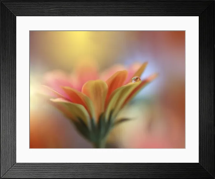 Framed Print : Beautiful macro shot of magic flowers.Border art design.Magic light.Extreme close up photography.Conceptual abstract image.Orange and Yellow Drop Framed Print : Beautiful macro shot of magic flowers.Border art design.Magic light.Extreme close up photography.Conceptual abstract image.Orange and Yellow Drop