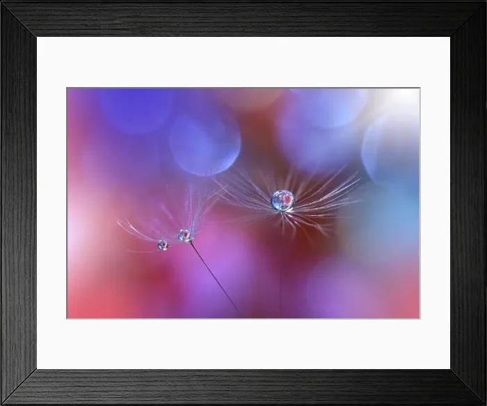 Framed Print : Beautiful Nature Background.Floral Art Design.Abstract Macro Photography.Pastel Flower.Dandelion Flowers.Pink Background.Creative Artistic Wallpaper Framed Print : Beautiful Nature Background.Floral Art Design.Abstract Macro Photography.Pastel Flower.Dandelion Flowers.Pink Background.Creative Artistic Wallpaper