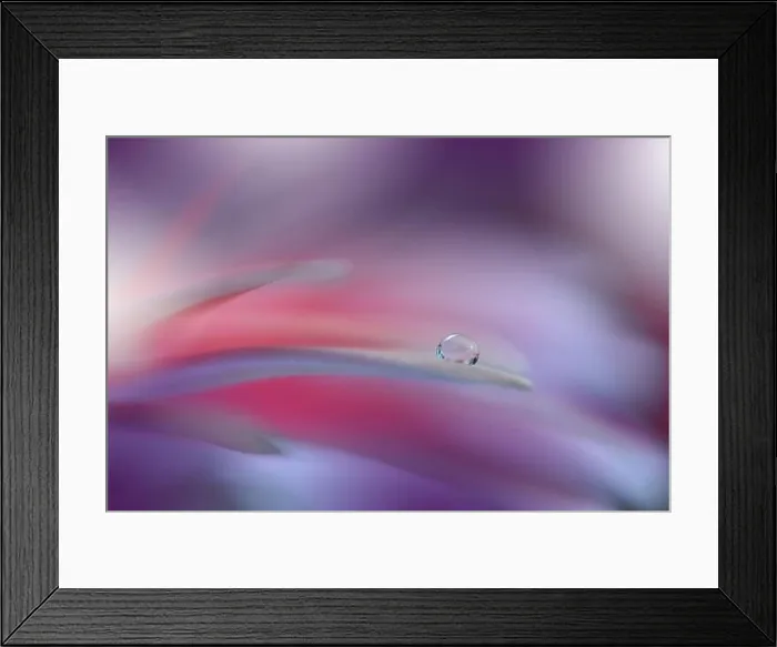 Framed Print : Beautiful macro shot of magic flowers.Border art design.Magic light.Extreme close up macro photography.Conceptual abstract image.Violet and Pink Color Framed Print : Beautiful macro shot of magic flowers.Border art design.Magic light.Extreme close up macro photography.Conceptual abstract image.Violet and Pink Color
